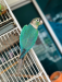 Blue Conure